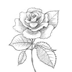 Раскраска: розы (природа) #161955 - Раскраски для печати