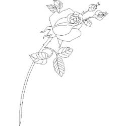 Раскраска: розы (природа) #161965 - Бесплатные раскраски для печати