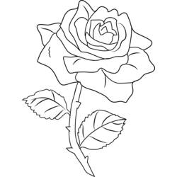 Раскраска: розы (природа) #161971 - Раскраски для печати