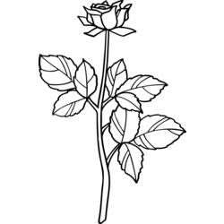 Раскраска: розы (природа) #161973 - Раскраски для печати