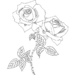 Раскраска: розы (природа) #161977 - Бесплатные раскраски для печати
