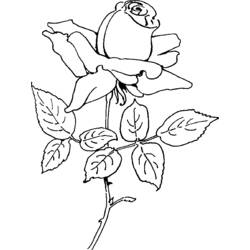 Раскраска: розы (природа) #161981 - Бесплатные раскраски для печати