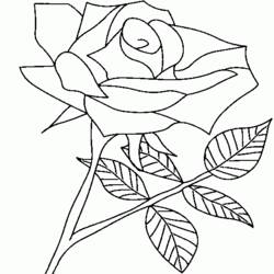 Раскраска: розы (природа) #161982 - Бесплатные раскраски для печати