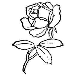 Раскраска: розы (природа) #161989 - Бесплатные раскраски для печати
