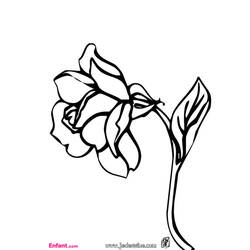 Раскраска: розы (природа) #162026 - Бесплатные раскраски для печати