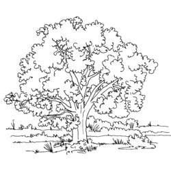 Раскраска: дерево (природа) #154668 - Раскраски для печати