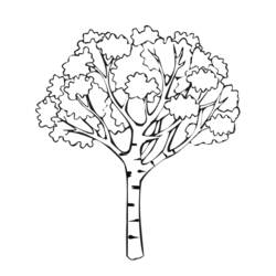 Раскраска: дерево (природа) #154671 - Раскраски для печати