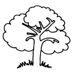Раскраска: дерево (природа) #154672 - Раскраски для печати