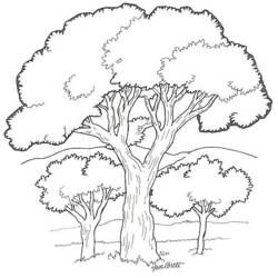 Раскраска: дерево (природа) #154679 - Раскраски для печати