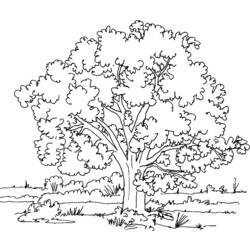 Раскраска: дерево (природа) #154714 - Раскраски для печати