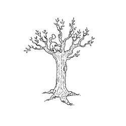 Раскраска: дерево (природа) #154721 - Раскраски для печати