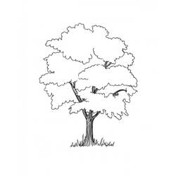 Раскраска: дерево (природа) #154760 - Раскраски для печати