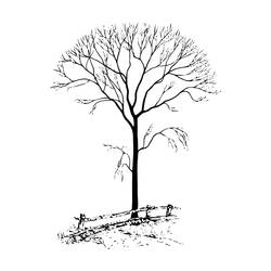 Раскраска: дерево (природа) #154769 - Раскраски для печати