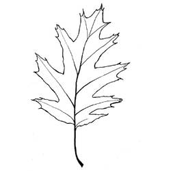 Раскраска: дерево (природа) #154919 - Раскраски для печати