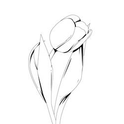 Раскраска: тюльпан (природа) #161615 - Раскраски для печати