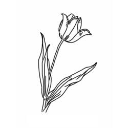Раскраска: тюльпан (природа) #161641 - Раскраски для печати