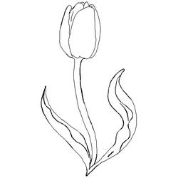 Раскраска: тюльпан (природа) #161651 - Раскраски для печати