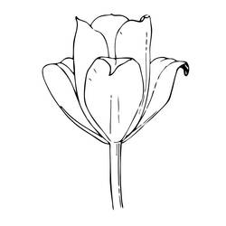 Раскраска: тюльпан (природа) #161657 - Бесплатные раскраски для печати