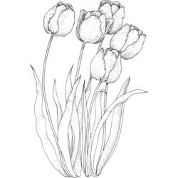 Раскраска: тюльпан (природа) #161658 - Раскраски для печати
