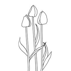 Раскраска: тюльпан (природа) #161667 - Раскраски для печати