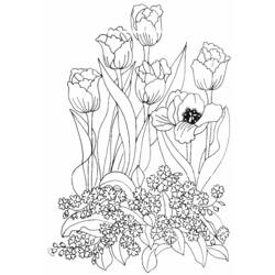 Раскраска: тюльпан (природа) #161669 - Бесплатные раскраски для печати