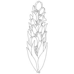 Раскраска: тюльпан (природа) #161675 - Бесплатные раскраски для печати
