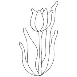 Раскраска: тюльпан (природа) #161677 - Бесплатные раскраски для печати