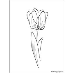 Раскраска: тюльпан (природа) #161688 - Бесплатные раскраски для печати