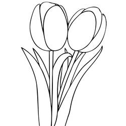 Раскраска: тюльпан (природа) #161700 - Раскраски для печати