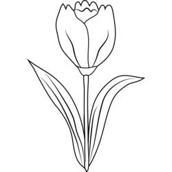 Раскраска: тюльпан (природа) #161706 - Раскраски для печати