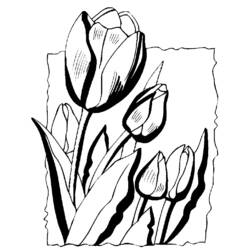 Раскраска: тюльпан (природа) #161730 - Бесплатные раскраски для печати