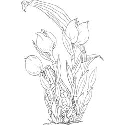 Раскраска: тюльпан (природа) #161737 - Раскраски для печати
