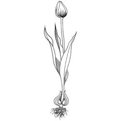 Раскраска: тюльпан (природа) #161740 - Бесплатные раскраски для печати