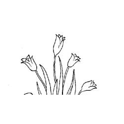 Раскраска: тюльпан (природа) #161761 - Бесплатные раскраски для печати