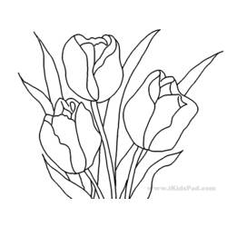 Раскраска: тюльпан (природа) #161768 - Раскраски для печати