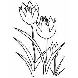 Раскраска: тюльпан (природа) #161785 - Бесплатные раскраски для печати