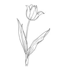 Раскраска: тюльпан (природа) #161787 - Раскраски для печати