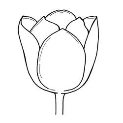 Раскраска: тюльпан (природа) #161799 - Раскраски для печати