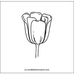 Раскраска: тюльпан (природа) #161803 - Бесплатные раскраски для печати